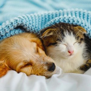 PET SUPPLIES